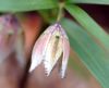 Fritillaria japonic...